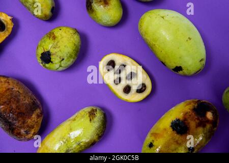 Ein Stillleben einer unterschiedlich großen, frisch gepflückten American Paw Paw Fruits in verschiedenen Reifephasen auf purpurem Hintergrund. Stockfoto