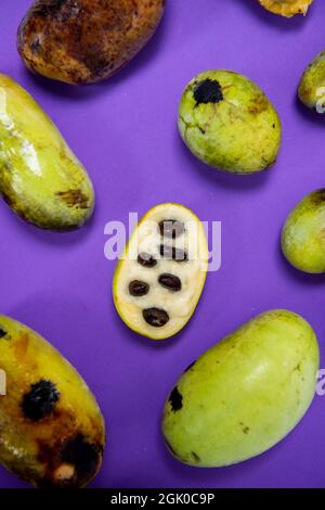 Ein Stillleben einer unterschiedlich großen, frisch gepflückten American Paw Paw Fruits in verschiedenen Reifephasen auf purpurem Hintergrund. Stockfoto