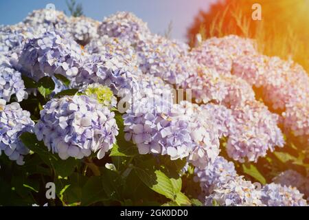 Violette Hortensien Blüten mit Sonneneruptionen Stockfoto