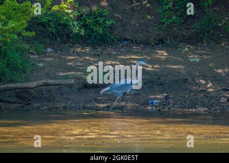 Großer Blaureiher, der durch das schlammige Wasser an der Küste mit weggeworfenen Müll am Fluss mit einer Angelschnur und Gewicht umwickelt ist Stockfoto