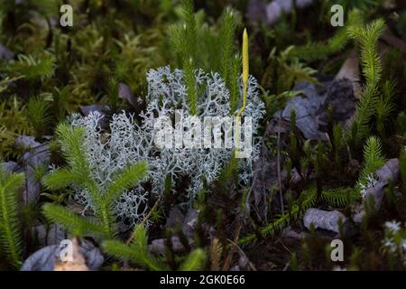 Caribou Lichen - Cladonia rangiferina Stockfoto