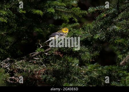 Schwarzkehliger Grünsänger (Setophaga virens) im Herbst Stockfoto