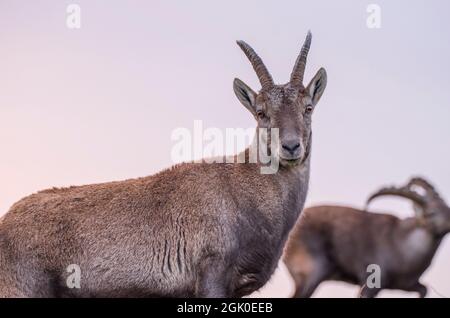 Steinbock (Capra ibex), weiblich und männlich im Hintergrund Stockfoto