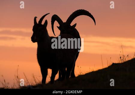 Alpine Ibex (Capra Ibex), ein großes Männchen auf einer Weide bei Sonnenuntergang, das einem Weibchen folgt Stockfoto