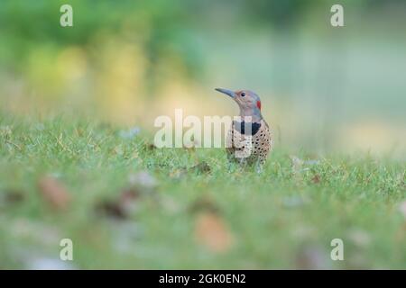 Weibliches nördliches Flimmern (Colaptes auratus) im Sommer Stockfoto