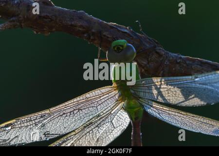 Grüner Darner oder gewöhnlicher grüner Darner (Anax junius) Weibchen im Morgentau Stockfoto