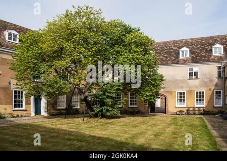 Judas-Baum, Cercis siliquastrum, im Innenhof des Thoresby College, King's Lynn, Norfolk. Details in der Beschreibung. Stockfoto