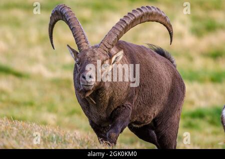 Steinbock (Capra ibex), ein großes Männchen auf einer Weide. Stockfoto