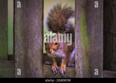 Richmond Park, London, Großbritannien. September 2021. Ein graues Eichhörnchen beobachtet Spaziergänger und Passanten neugierig von seinem Aussichtspunkt in einem Zaun aus. Kredit: Imageplotter/Alamy Live Nachrichten Stockfoto