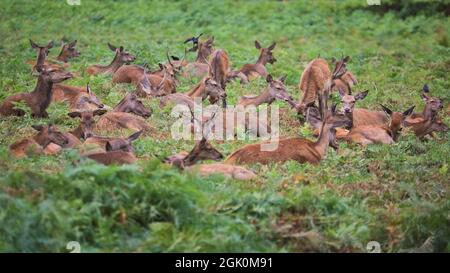 Richmond Park, London, Großbritannien. September 2021. Eine Herde Rothirsche (Cervus elaphus) Hinden (Weibchen) und junge Hirsche entspannen sich friedlich in der späten Nachmittagssonne. Rotwild und Damhirsche Hirsche und Böcke werden bald ihre Herbstbrunst-Saison beginnen, in der konkurrierende Männchen zeigen und ihre Dominanz etablieren. Kredit: Imageplotter/Alamy Live Nachrichten Stockfoto