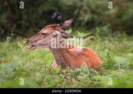 Richmond Park, London, Großbritannien. September 2021. Eine freche Krähe pflückt Insekten´s einem Rothirsch (Cervus elaphus) Hinterpelz, das der Hirsch glücklich zu tolerieren scheint. Rotwild und Damhirsche Hirsche und Böcke werden bald ihre Herbstbrunst-Saison beginnen, in der konkurrierende Männchen zeigen und ihre Dominanz etablieren. Kredit: Imageplotter/Alamy Live Nachrichten Stockfoto