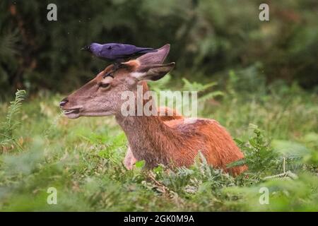 Richmond Park, London, Großbritannien. September 2021. Eine freche Krähe pflückt Insekten´s einem Rothirsch (Cervus elaphus) Hinterpelz, das der Hirsch glücklich zu tolerieren scheint. Rotwild und Damhirsche Hirsche und Böcke werden bald ihre Herbstbrunst-Saison beginnen, in der konkurrierende Männchen zeigen und ihre Dominanz etablieren. Kredit: Imageplotter/Alamy Live Nachrichten Stockfoto