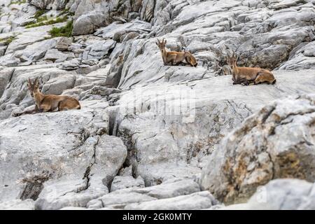 Alpine Steinbock (Capra Steinbock), Gruppe von Weibchen und Jungen in den Felsen Stockfoto