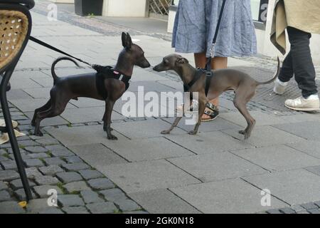 Hunde Xoloitzcuintle, mexikanische haarlose Hunde. Junger und erwachsener Hund, beide männlich, zeigen Verhalten und schnüffeln sich gegenseitig an. Stockfoto