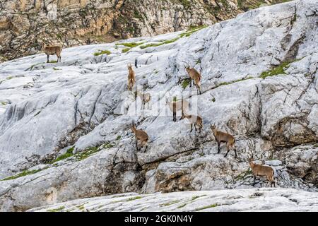 Alpine Steinbock (Capra Steinbock), Gruppe von Weibchen und Jungen in den Felsen Stockfoto