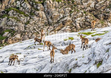 Alpine Steinbock (Capra Steinbock), Gruppe von Weibchen und Jungen in den Felsen Stockfoto