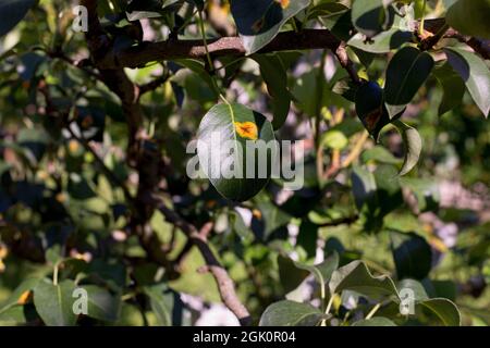 Rost infizierte Birnenblätter. Pilzerkrankung Gymnosporangium sabinae. Einzelheiten zur Pflanzenkrankheit. Stockfoto