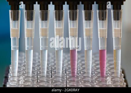 Forscher pipettieren SARS CoV-2-Proben mit einer Mehrkanalpipette auf eine Platte Stockfoto
