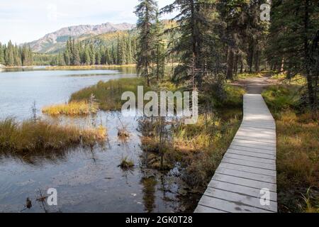 Der Trail rund um den Horseshoe Lake im Denali National Park in Alaska ist einfach und ruhig, aber der Trail hat Stufen, die zum Trailhead führen. Stockfoto