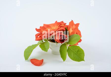Schneiden Sie rosa Rosenblüten in einer kleinen weißen Keramikvase. Die Blütenstände werden isoliert auf weißem Hintergrund in einem Studio geschossen. Stockfoto