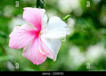 Rosa und weiße Hibiscus sinensis Blume. Stockfoto