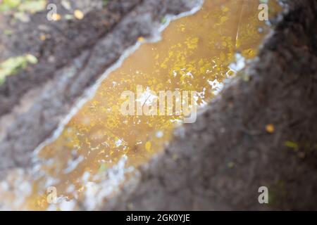 Schlamm und Pfütze im Herbst. Spiegelung eines Baumes mit vergilbten Blättern im Wasser. Unscharfer Fokus. Stockfoto