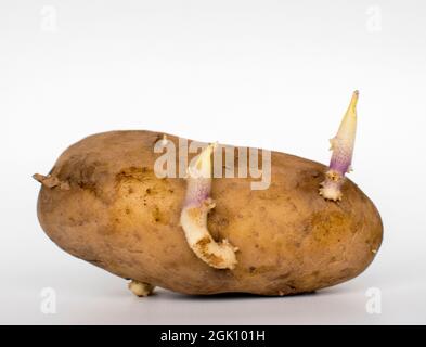 Keimende Rohkartoffel vor weißem Hintergrund Stockfoto