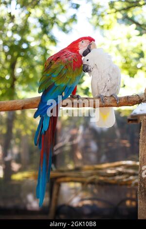 Zwei große exotische Papageien von heller Farbe sitzen auf einem dicken Ast vor dem Hintergrund von Bäumen. Verschwommener Hintergrund, Tageslicht, Nahaufnahme Stockfoto