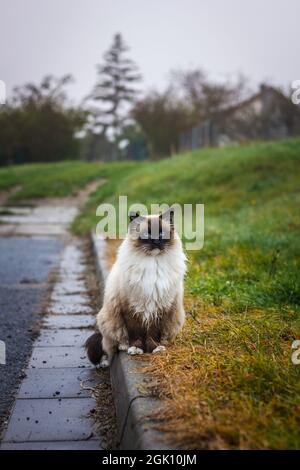 Ragdoll Katze sitzt auf der Straße im Regen draußen. Schöne reinrassige Katze. Stockfoto