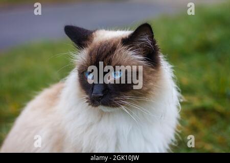 Ragdoll Katze mit schwarzem Gesicht und blauen Augen. Porträt eines Haustiers im Freien. Schöne reinrassige Katze Stockfoto