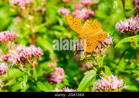 Der leuchtend orange Schmetterling bestäubt die Blume. Der silbergewaschene Fritillarschmetterling ist tieforange mit schwarzen Flecken auf der Oberseite seiner Flügel. Stockfoto