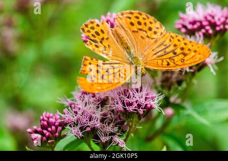 Der leuchtend orange Schmetterling bestäubt die Blume. Der silbergewaschene Fritillarschmetterling ist tieforange mit schwarzen Flecken auf der Oberseite seiner Flügel. Stockfoto