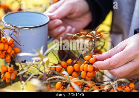 Weibliche Hand pflücken Sanddorn. Frau ernten Bio-Beerenfrüchte als natürliches Vitamin C und Antioxidans Stockfoto
