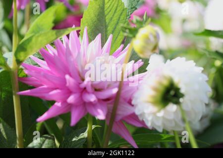Nahaufnahme von Dahlia „Hillcrest Candy“ Stockfoto