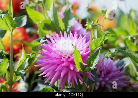 Nahaufnahme von Dahlia „Hillcrest Candy“ Stockfoto