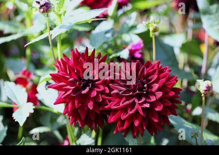 Semi-Kaktus Dahlia „Kennedy“ Stockfoto