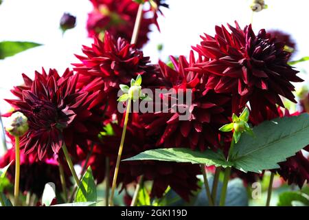 Semi-Kaktus Dahlia „Kennedy“ Stockfoto