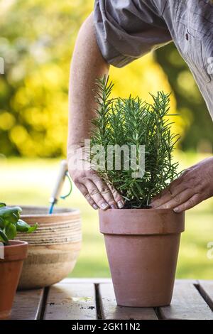 Rosmarinkraut in den Blumentopf auf dem Tisch Pflanzen. Frau im Frühling im Garten und Pflanzen Stockfoto