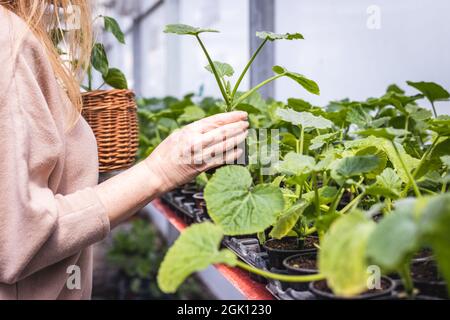 Frau, die Zucchini-Sämling in der Pflanzenküserei einkauft. Kunde wählt und kauft Gemüsepflanzen aus Bio-Gewächshaus Stockfoto