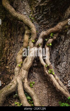 Pappelbaum-Stamm kennt sich auch als Tulpenbaum (liriodendron tulipifera) und Wurzeln mit grünen Blättern aus Stockfoto