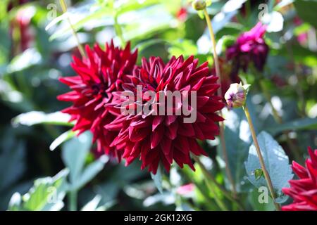 Semi-Kaktus Dahlia „Kennedy“ Stockfoto