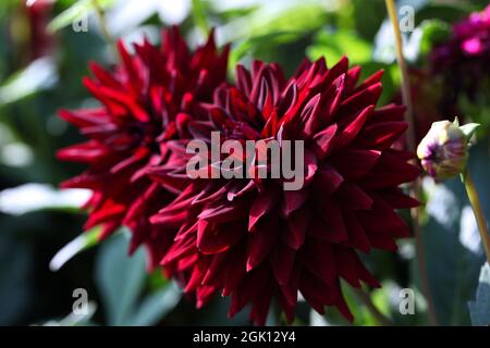 Semi-Kaktus Dahlia „Kennedy“ Stockfoto