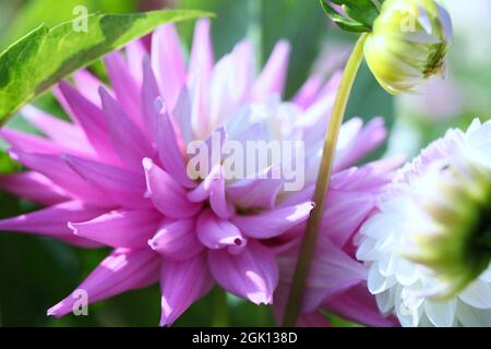 Nahaufnahme von Dahlia „Hillcrest Candy“ Stockfoto