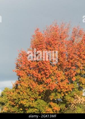 Rötliche Blätter des liquidambären Baumes im Herbst Stockfoto