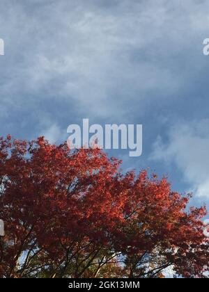 Rötliche Blätter des liquidambären Baumes im Herbst Stockfoto