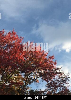 Rötliche Blätter des liquidambären Baumes im Herbst Stockfoto