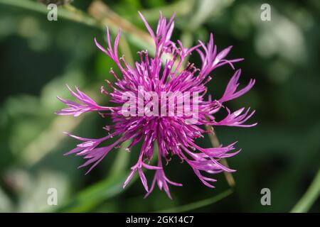 Eine wunderschöne rosa violette, wildwachsende Blume auf der Salisbury Plain Chalklands Wiltshire UK Stockfoto