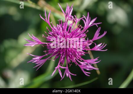 Eine wunderschöne rosa violette, wildwachsende Blume auf der Salisbury Plain Chalklands Wiltshire UK Stockfoto