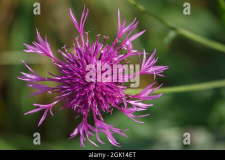 Eine wunderschöne rosa violette, wildwachsende Blume auf der Salisbury Plain Chalklands Wiltshire UK Stockfoto