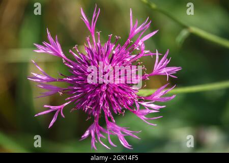 Eine wunderschöne rosa violette, wildwachsende Blume auf der Salisbury Plain Chalklands Wiltshire UK Stockfoto